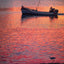 Fotografia Flamingo no rio Tejo