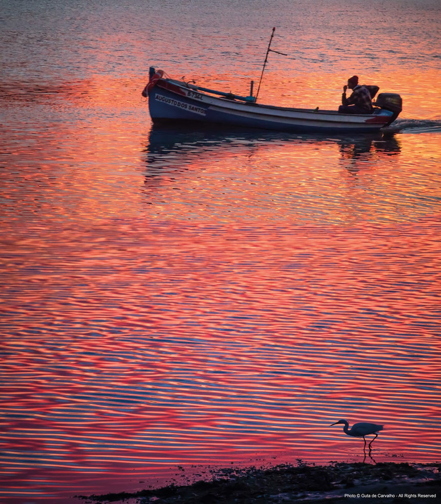 Fotografia Flamingo no rio Tejo